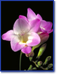 Freesia rose en fleur